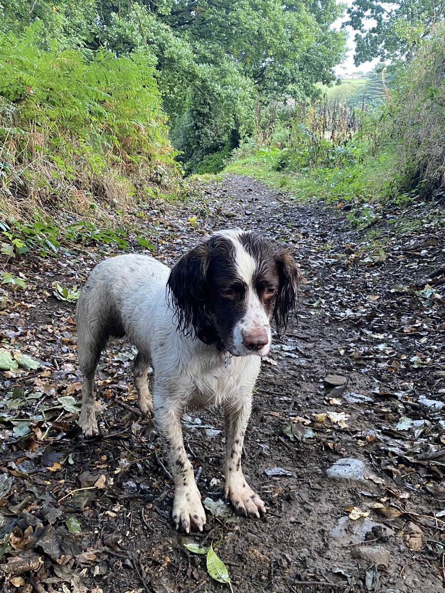 daveed1973's tweet photo. Pints went down well after this walk. 🍺🐶 https://t.co/jaPsTPmMoB