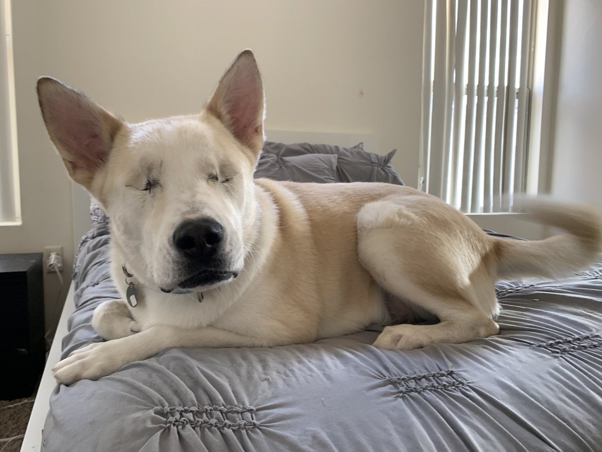 Adopt Lila. #talgv