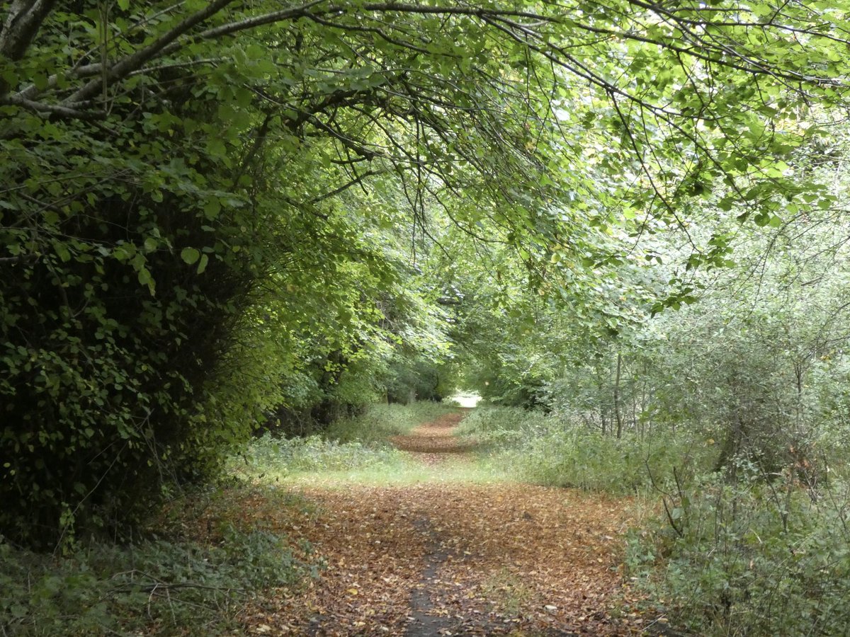 ksampford's tweet photo. First signs of #autumn I love this time of year 🍂🍁@ThePhotoHour @StormHour @itvweather #ashbury #oxfordshire #walking #October1 #photograghy https://t.co/ltGUMAGpAb