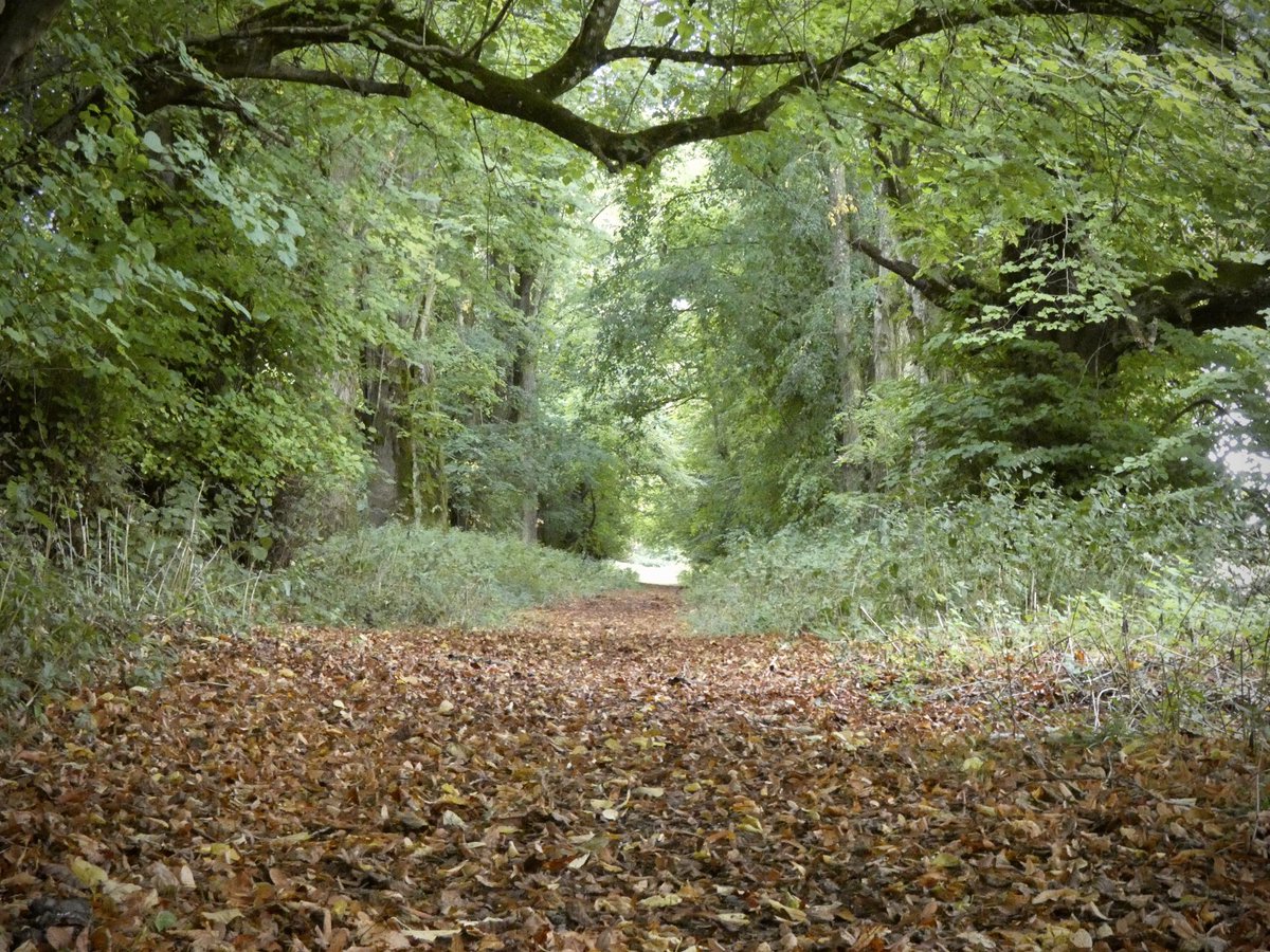 ksampford's tweet photo. First signs of #autumn I love this time of year 🍂🍁@ThePhotoHour @StormHour @itvweather #ashbury #oxfordshire #walking #October1 #photograghy https://t.co/ltGUMAGpAb