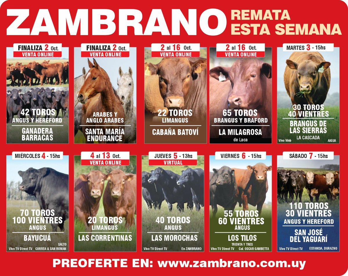 #ZambranoRemata esta semana
 la gran oferta toros, vientres y equinos aqui! 

Preofertas habilitadas! Visite zambrano.com.uy y acceda a videos, catalogos y preofertas con beneficios exclusivos! 

Consultas 099664079

#llevatuproducciónalsiguientenivel #zafradetoros
