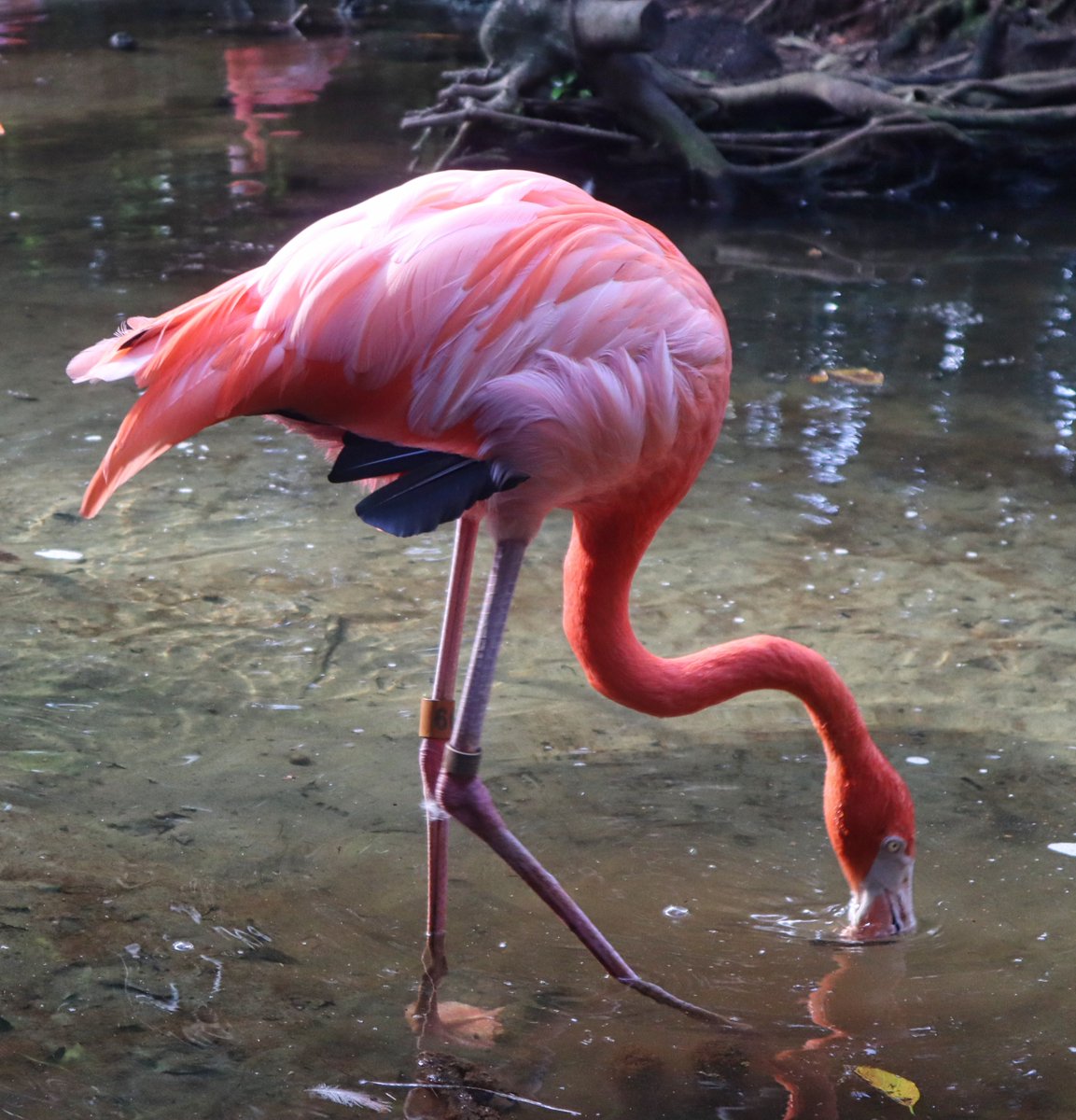 DrSusanOMalley's tweet photo. @admired_art @GP_wildlife Thanks for this thread! Greetings from Florida! #ShutterSpotlight #birds #flamingo #photography https://t.co/28xvkRBMH7