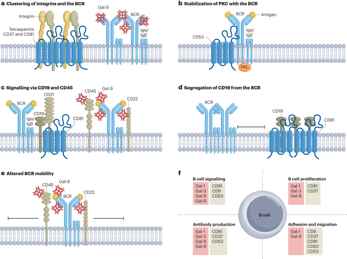 In a <a href="/NatRevImmunol/">Nature Rev Immunol</a> review, <a href="/vanspriellab/">VanSprielLab</a>, <a href="/Querol_Lab/">Laia Querol Cano</a> &amp; co-authors underline why immune receptors should not be envisaged as independent entities, but instead should be studied in the context of their spatial organization in the #lymphocyte membrane.

📑 go.nature.com/48y2vB0