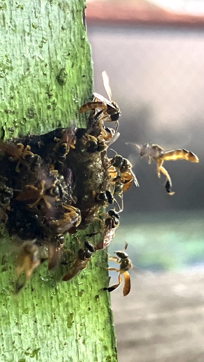 samuel_boff's tweet photo. The guardians not so happy today. Interesting battle with natural enemies at nest entrance. Have you ever seen this bees being attacked? https://t.co/cajeaHsyVC