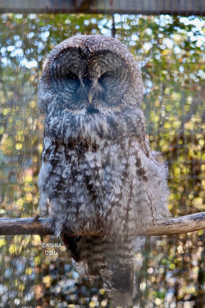 NI Wildlife Recovery tweet media