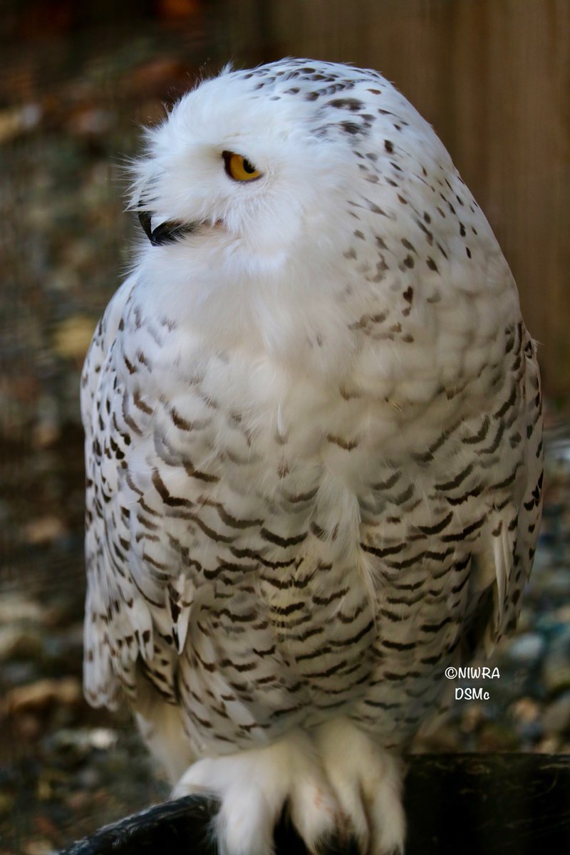 We’re starting our random photos day off with the two species of turtles in our ponds. Its hard to tell the difference between the Red-eared Slider &amp; the Western Painted from a distance. Great to see the Western Painted closeup - the only native freshwater pond turtle in BC.