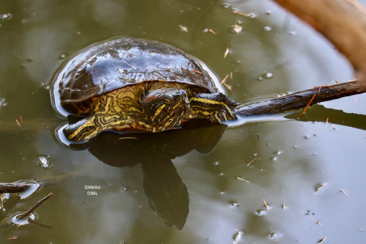 NI Wildlife Recovery tweet media