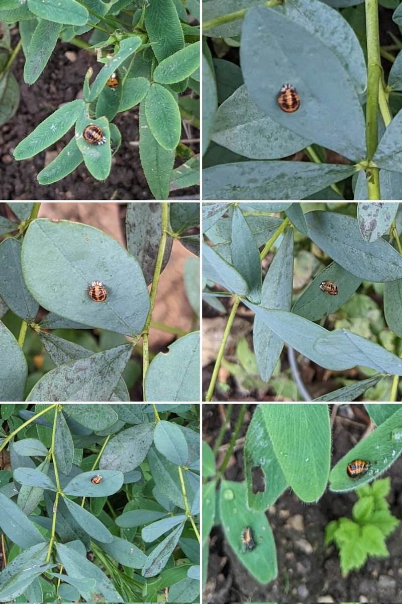Picked up a few plants from @NottmHPS sale today; also got distracted by lots of ladybirds hanging out mostly around various Lamiaceae. Mostly harlequins, but also a 10spot! #ladybirds