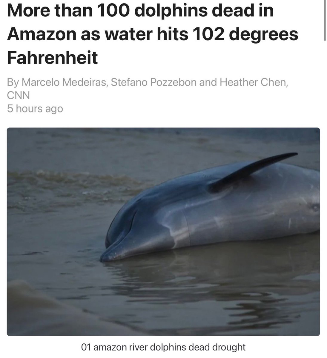 From CNN Climate. Meanwhile, in the faraway Faroe Islands where temps are still good, they slaughter entire superpods of dolphins in one “grind”. Over 1,400 once. And Denmark protects them. These animals stand no chance. #ClimateChange #amazon #boycottfaroeislands #danmark