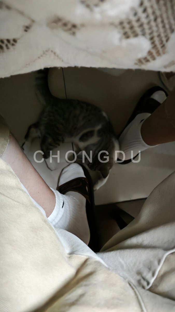 chongdus's tweet photo. #txl转世哈基米 https://t.co/FDbvJAa0Jz