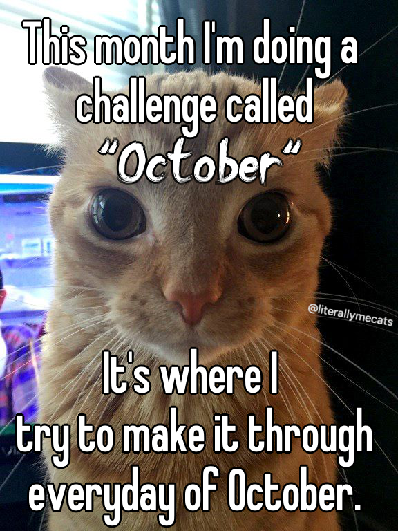 LiterallyMeCats (@literallymecats) on Twitter photo 