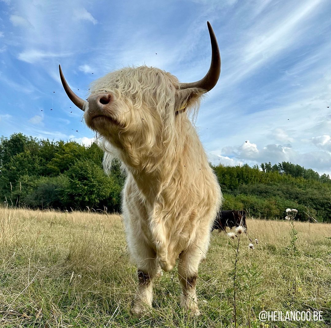 Cow Lover World (@cowloverworld) on Twitter photo 