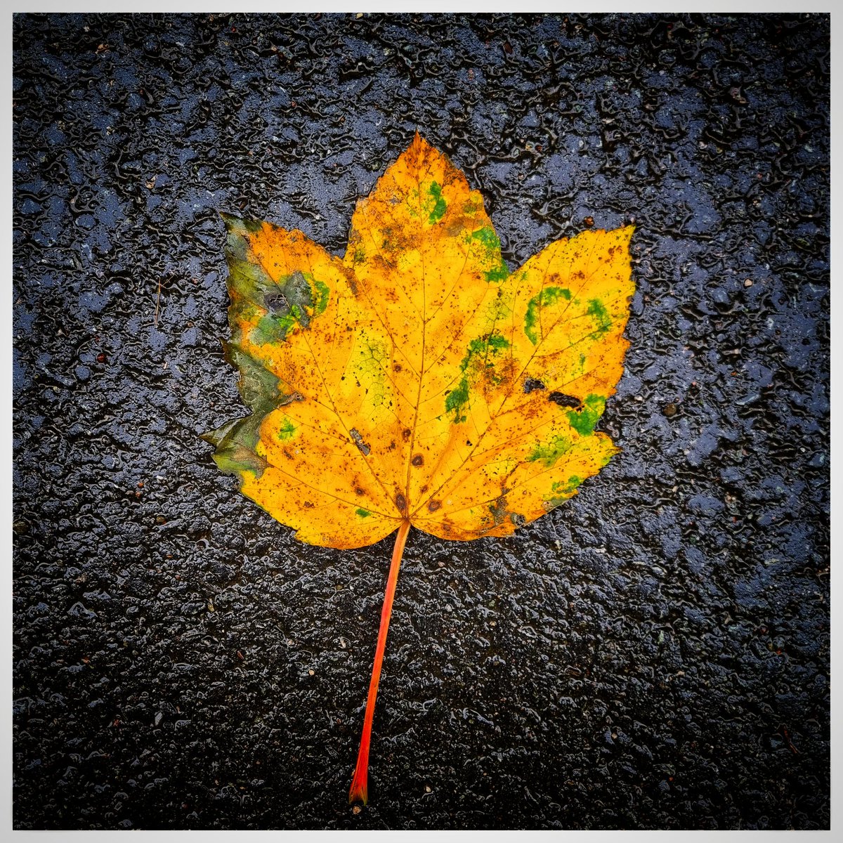 Autumn Gold. 
#igerscumbria #leaf #excellent_britain #ukshots #galaxys21ultra