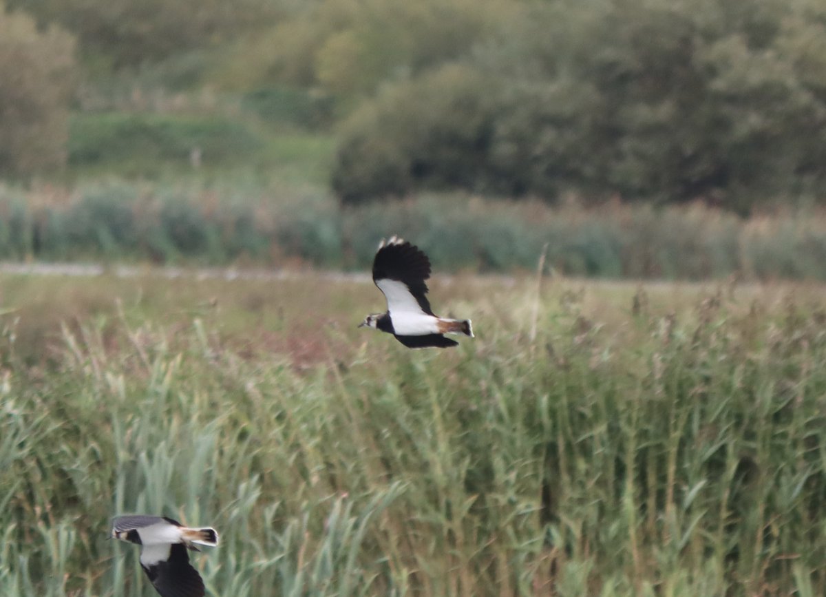 @RSPBMiddleton this afternoon