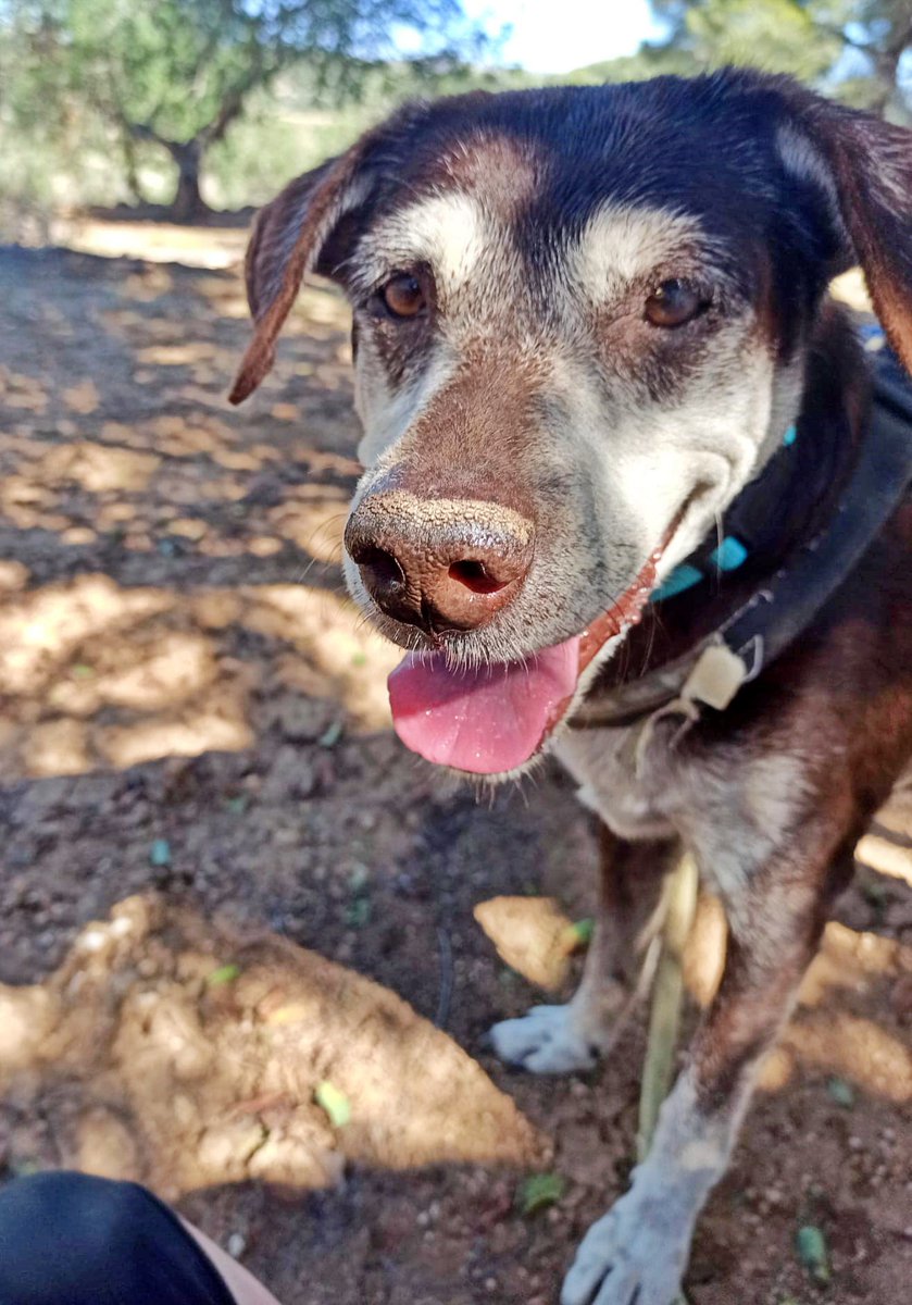 #Tarragona
Y otro abandono al que "ya no pueden cuidar"...

Dicen que tiene 8 años, aunque creemos que tiene más...

No podemos imaginar cómo lo trataron, porque llegó lleno de porquería y en bastante mal estado... Como veis, ahora #LUCKY, está mucho mejor.

Bueno y cariñoso. Es