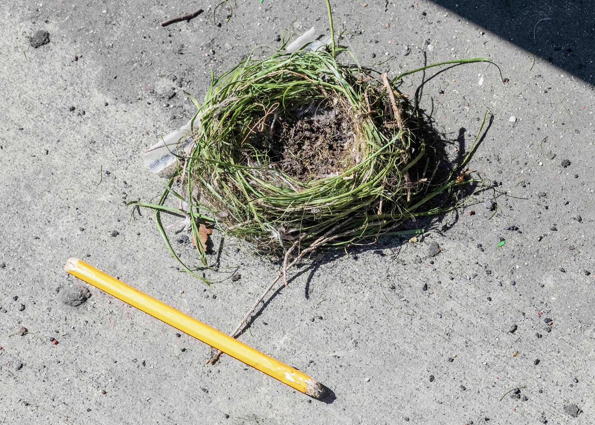BanPlasticTurf's tweet photo. Oh, look at this 'eco-friendly' nest!
Plastic grass, the latest trend in bird home decor!
For real though, this abandoned bird’s nest, lined with plastic grass 😭, was found near one of the plastic fields at the local high school.
Who needs real grass anyway? 😒
#EcoDisaster https://t.co/3TKrLcAr47
