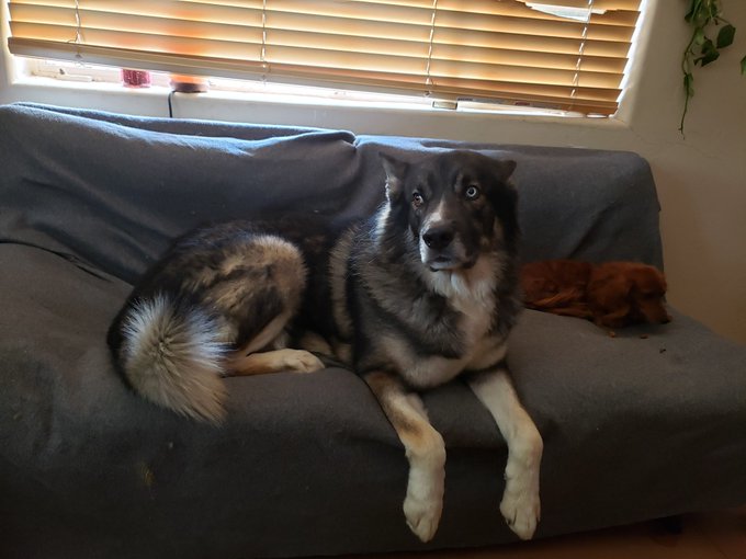 **Sad feels post so skip it if needed **   Even the best boys have to have a rest sometimes. Immortal