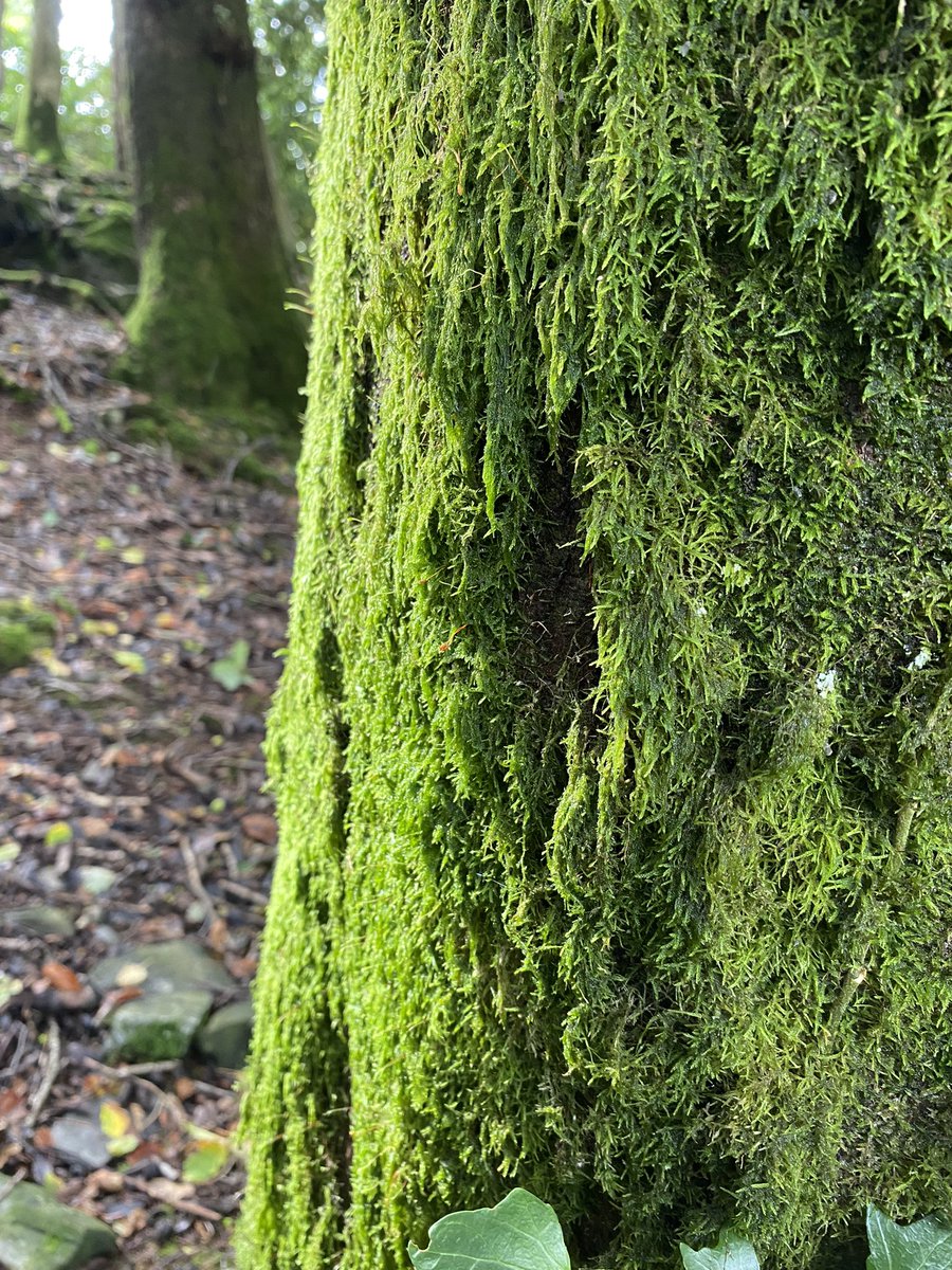 Gehan_de_Silva's tweet photo. Orrest Head, Windermere in the Lake District National Park has trees covered from roots to canopy with moss. A clue to the temperate rain forest which existed in the past and still found in fragments. #lostrainforestsofbritain #temperaterainforests #lakedistrict @LNHSoc https://t.co/P3foRniEk9