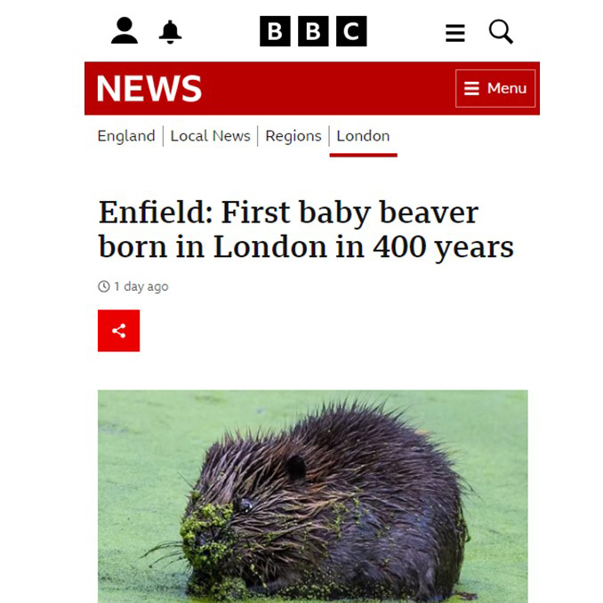 Forty_Hall's tweet photo. Forty Hall's Baby Beaver is featured on BBC News website and their social media!!
@bbcnews @bbcnewsuk
#fortyhall #fortyhallbeavers #babybeaver #capelmanorcollege #landbased #NorthLondon #london #enfield #fortyhallfarm #beavers #enfieldbeavers #beaverrelease #beaverproject https://t.co/OCgBsnf3Op