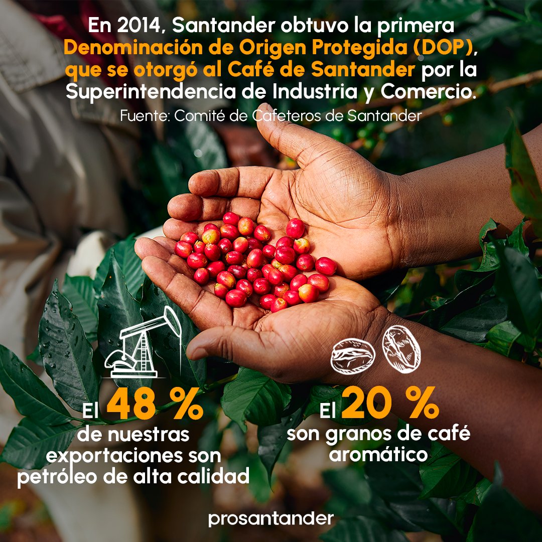 pro_santander's tweet photo. ¡Celebremos el #DíaInternacionaldelCafé este 1 de octubre!☕
#Santander es el hogar de cafetales que producen granos de calidad mundial 🌱En #Prosantander apoyamos el potencial del café para el desarrollo de nuestra #región ✅ https://t.co/mG1D0rt3d2