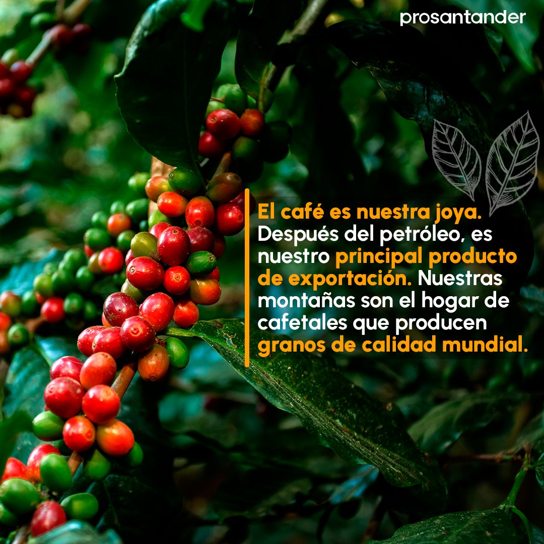 pro_santander's tweet photo. ¡Celebremos el #DíaInternacionaldelCafé este 1 de octubre!☕
#Santander es el hogar de cafetales que producen granos de calidad mundial 🌱En #Prosantander apoyamos el potencial del café para el desarrollo de nuestra #región ✅ https://t.co/mG1D0rt3d2