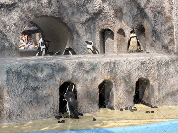 友達と初めて上野動物園いったら、なんか都民の日とかで入園無料！ラッキー！ 銀杏と獣臭でなかなかの強烈な臭いやったけど、楽しかった～ https://t.co/WP7cEupGPE