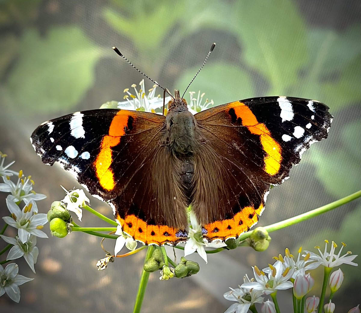 BrisVADAR's tweet photo. Lovely visit to @TyntesfieldNT - beautiful house &amp; gardens! The butterflies were really showing off this afternoon!! 🦋🦋🦋 https://t.co/KUlX21XrCD