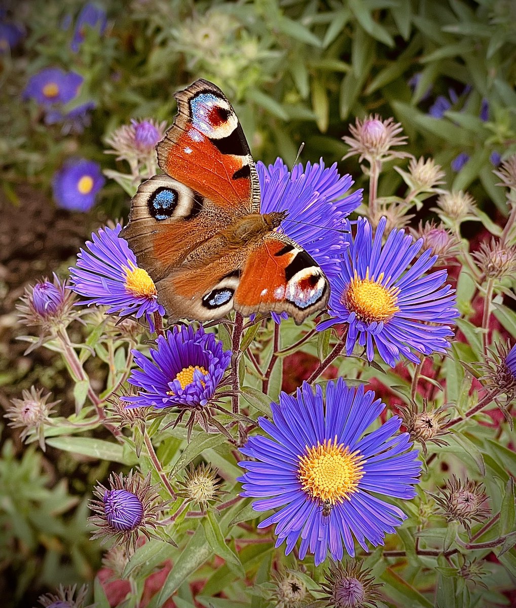 BrisVADAR's tweet photo. Lovely visit to @TyntesfieldNT - beautiful house &amp; gardens! The butterflies were really showing off this afternoon!! 🦋🦋🦋 https://t.co/KUlX21XrCD