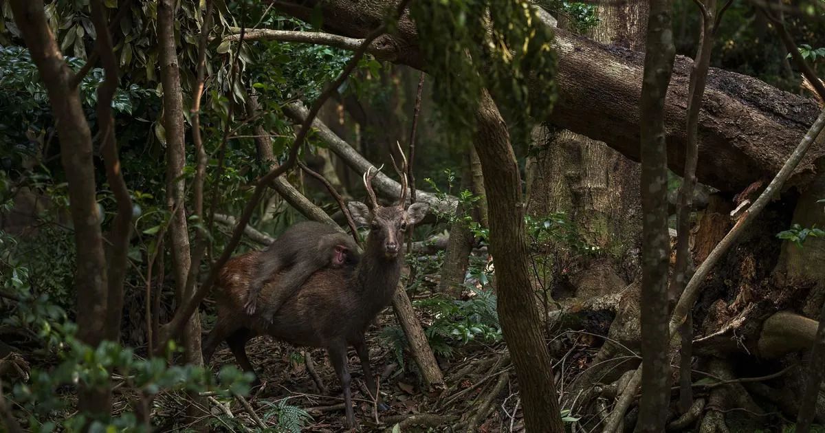 A monkey riding on the back of a deer, seemingly enjoying a free ride.
buff.ly/48lMTjZ
#WildlifePhotography #Nature #JapaneseForest #Monkey #Deer #AmazingInteractions #PreserveHabitats #JuanAround