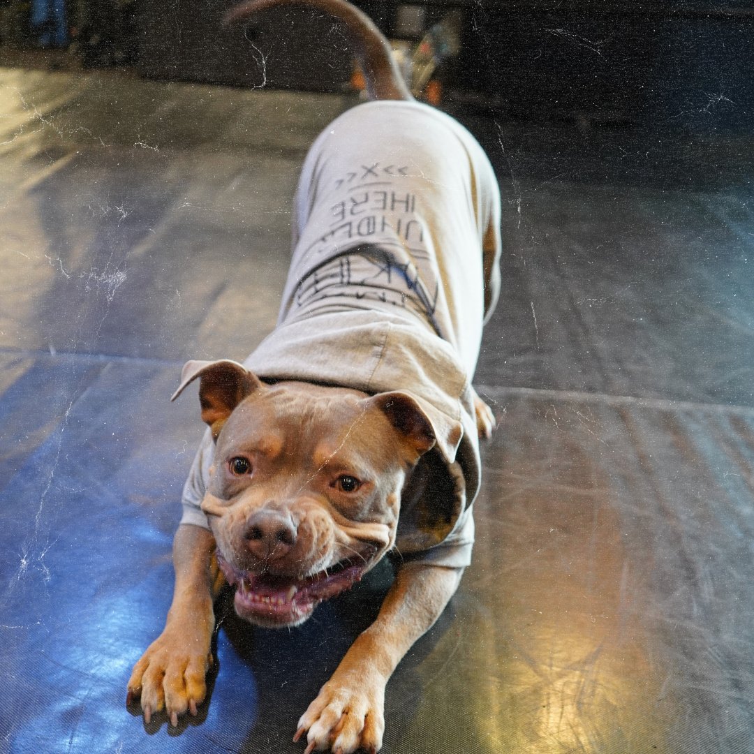 ChampionBoxing's tweet photo. 🥊 Meet Chino: Our Gym's Four-Legged Motivator! 🐾

With a wagging tail and a heart full of support, Chino is here to greet you, boost your spirits, and root for you on your boxing journey! 🐶 https://t.co/ElBX5z2YtP