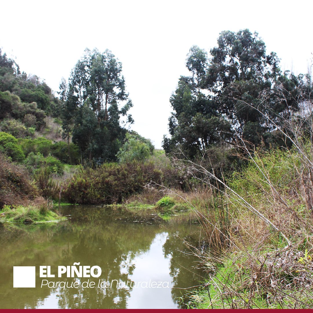 Junto a la JJVV de Cerro Alegre recorrimos el Parque de la Naturaleza El Piñeo, en esta ocasión además nos acompañó personal de DIMAO♻️ quienes aportaran con su conocimiento sobre el cambio climático con el fin de fortalecer nuestras rutas

#sanantonioyotecuido