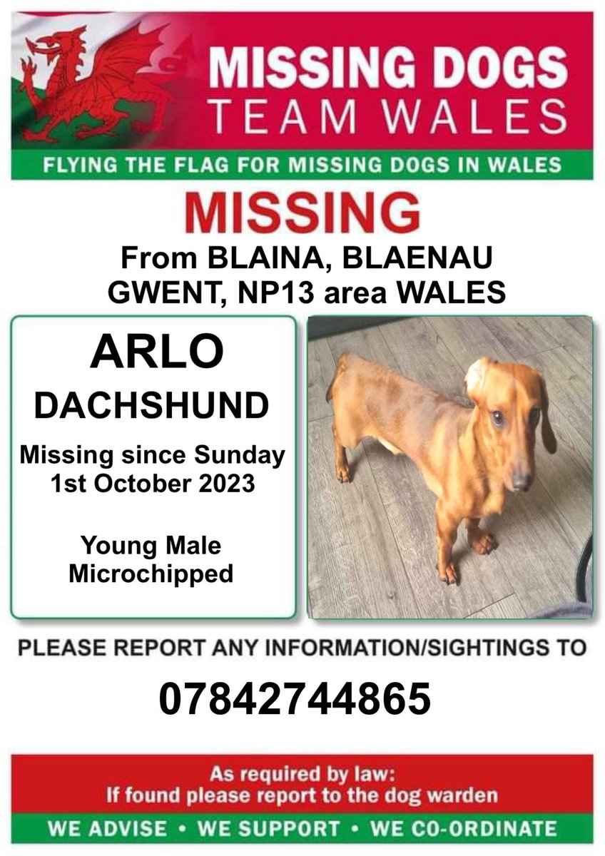 ‼️ARLO IS MISSING FROM #BLAINA AREA #BLAENAUGWENT #NP13 #WALES 
SInce Sunday 1st October 2023 

💥Arlo is a Young Adult Male #Dachshund  
He is 💥MICROCHIPPED 💥
Please look out for him and call the number on this poster asap if seen.