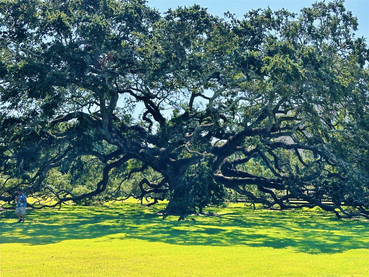 lgelya's tweet photo. Amazing Live Oak tree in Baton Rouge, Louisiana, September 30, 2023.
#liveoaktree #batonrouge #Louisiana #travel #laragelya #iphonephotography https://t.co/SAPwxdBnpp