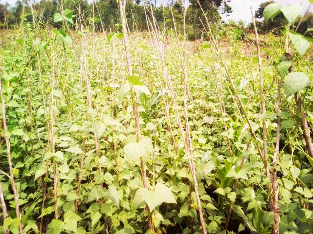 MagazineJimbere's tweet photo. 🫛 Le remplacement progressif du haricot nain par le haricot volubile est une des solutions envisageables pour augmenter la production. Selon des agriculteurs des marais pilotes de Ruru, Mugomera et Cinywera en commune #Bweru de @RuyigiProvince, la récolte pour la saison culturale C 2023 est estimée à 1,5 tonne pour une étendue équivalant à 1 hectare, alors que pour le haricot ordinaire, elle ne dépasse pas 900 kg sur la même étendue

✍🏾 Toutefois, les techniciens agricoles exhortent les agriculteurs d'œuvrer en masse par extension et de prévoir une lutte commune contre les oiseaux ravageurs de cultures, pour maximiser la production

#Burundi #agriculture
