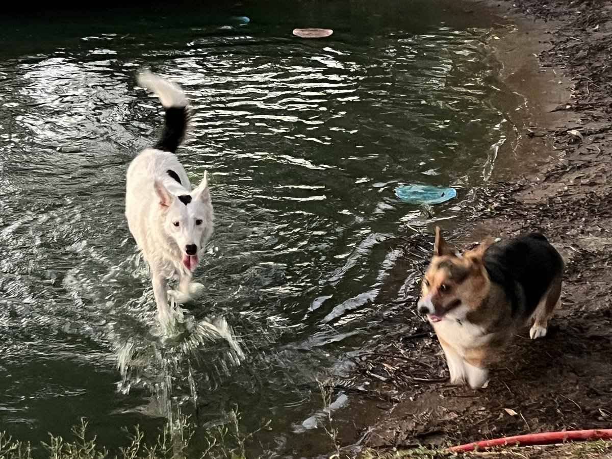 fwaynecox's tweet photo. @Kesthecollie Come join us in California for some pond time. https://t.co/93VZxXPgP8
