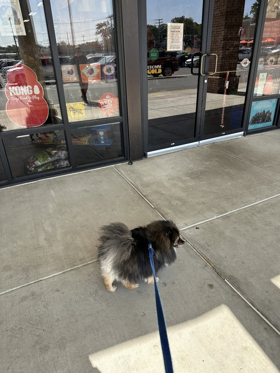 MaryEllenPannWx's tweet photo. 🐾 #Barkley and I are waiting for the pet store to open!!!!! He loves to peruse for treats. 🦴😂 #dogtreats #pommom #pomboy #pomeranian #mamasboy 🩵 https://t.co/BgNY2mB7B0