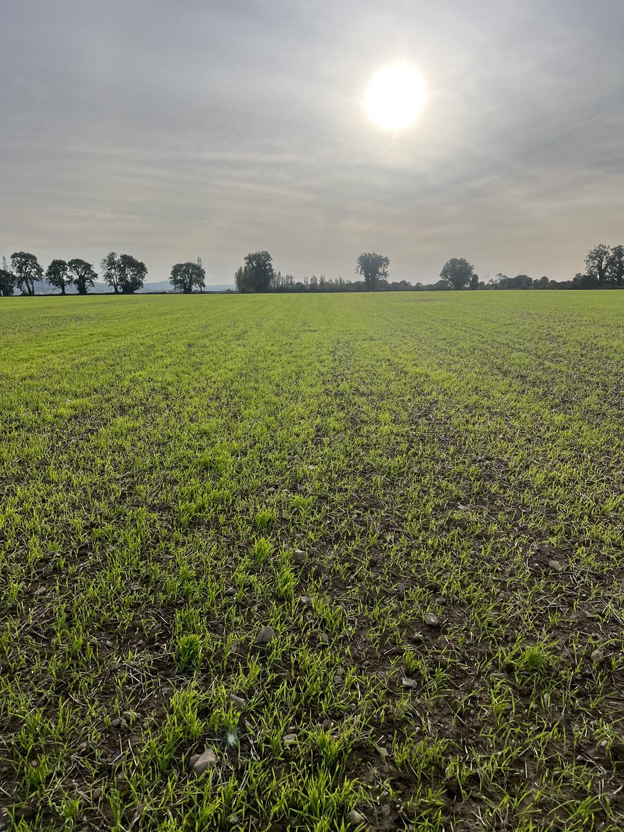Winter OSR is after a tough start this year. This crop was drilled on Sept 8th but is putting up one hell of a fight. It’s received a 1/2 rate of slug pellets &amp; so far so good. Volunteers to be taken out with a graminicide this week, ground conditions permitting.