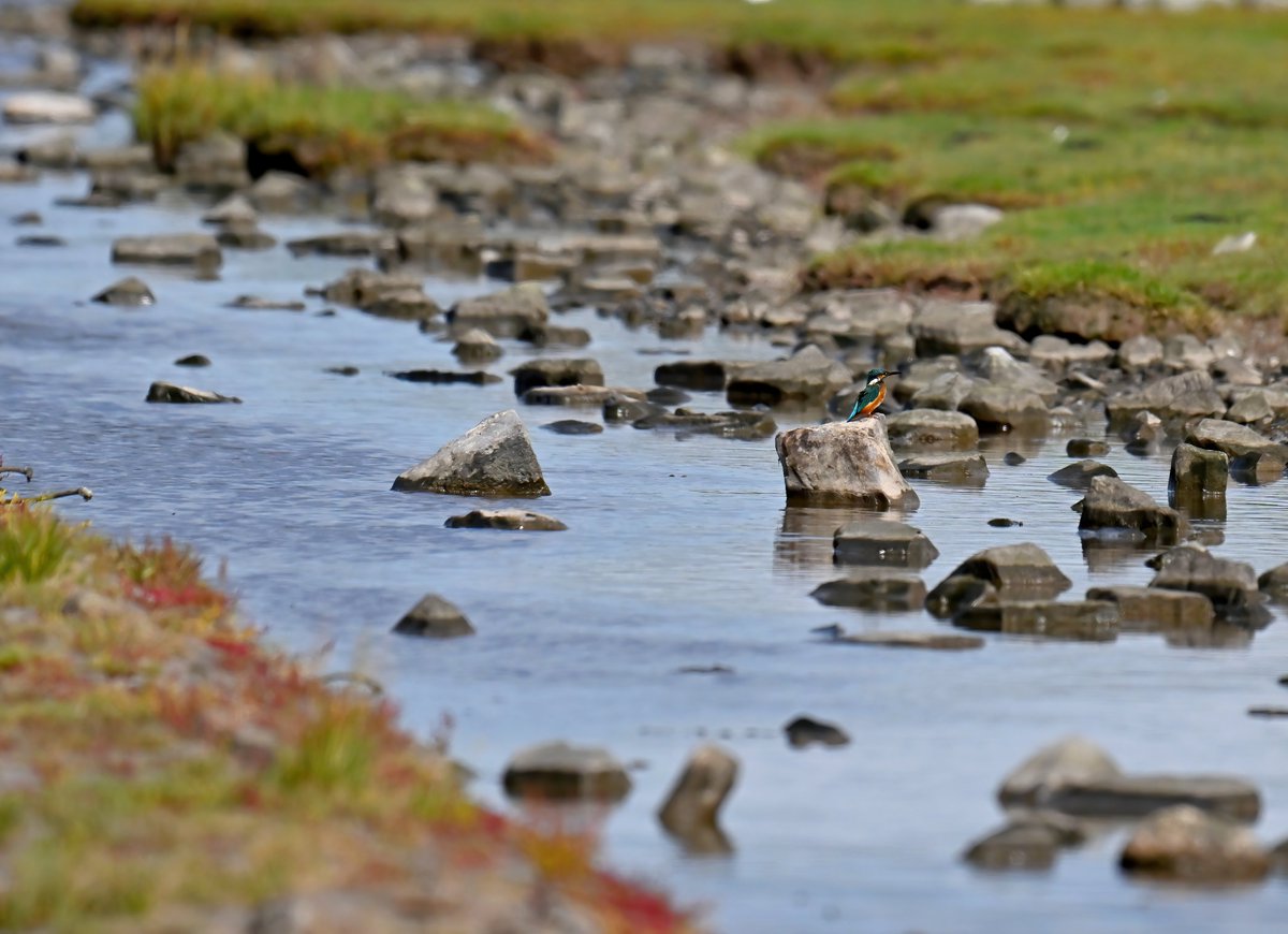 Carl Bovis (@carlbovisnature) on Twitter photo Retweet when you see it! Retweet when you see it!