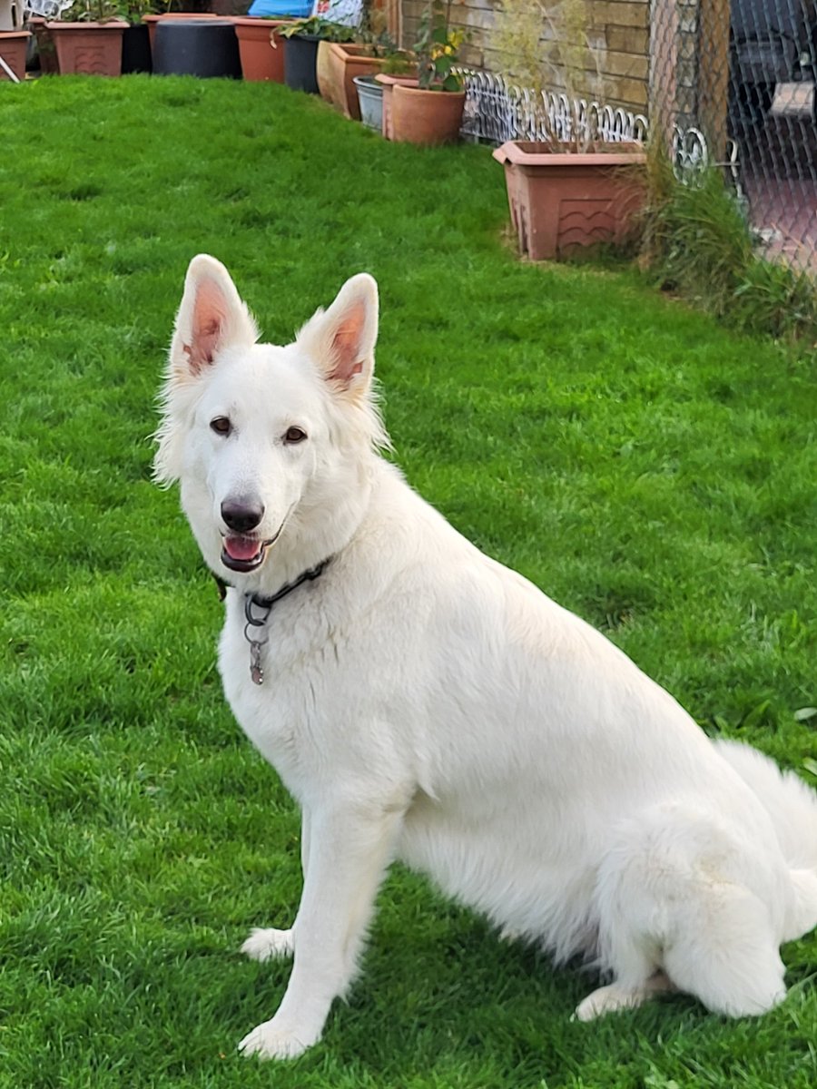 Roswith03857911's tweet photo. @LissyLabrakel , hallo Lissy,  ich bin Lissy, Ministerin für Suchspiele, bin heute 2 Jahre alt geworden. Aber hey, du hast am selben Tag Geburtstag wie mein Frauchen,  ist das nicht toll?
Willkommen 👍👍👍. https://t.co/bm2uzce2Va