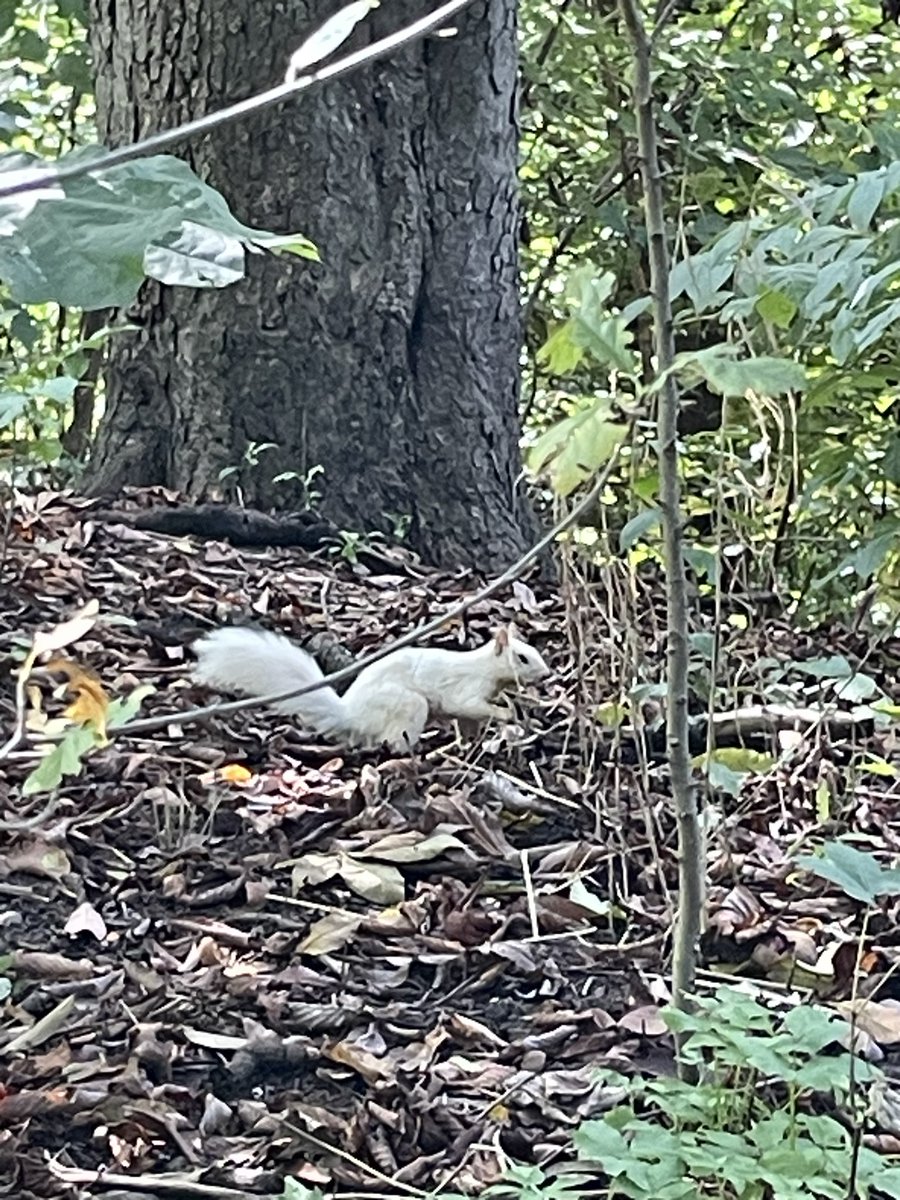 Alisa Hrustic (@alisaa_hrustic) on Twitter photo Unexpected sighting while birding today: Leucistic squirrel in Prospect Park. <a href="/BirdBrklyn/">Brooklyn Bird Alert</a> Unexpected sighting while birding today: Leucistic squirrel in Prospect Park. <a href="/BirdBrklyn/">Brooklyn Bird Alert</a>