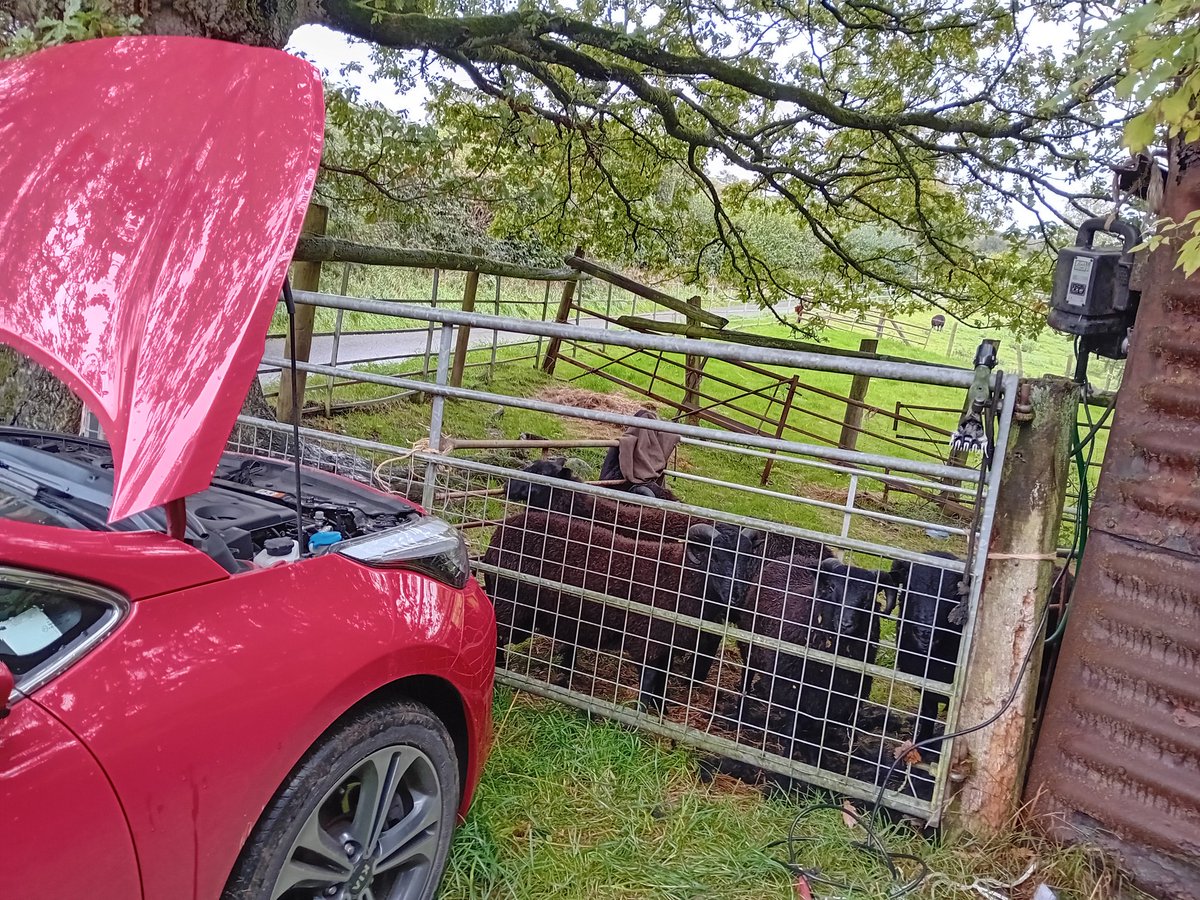 JoeMault's tweet photo. The @Kia_Worldwide moonlighting as a #farm vehicle - battery needed for the shearing machine
#farming #sheep #blackwelshmountainsheep #farmvehicle https://t.co/jGb85nUmFt