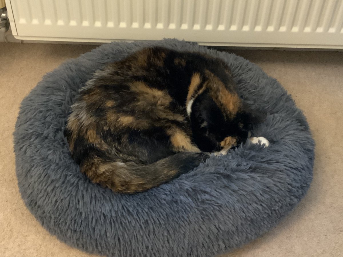 Well Mum and I are really fed up with X too many adverts interfering with my time line so sorry friends you won’t be seeing so many likes from us as we will only be looking occasionally <a href="/cheesebox14/">Ramone 🐈</a> <a href="/Ottogingerboy/">Angel Otto 🌈Fritz & Yser 🇺🇦</a> <a href="/lyttlenesh/">Poppy The Panfur 😺</a> 
Love you all xx