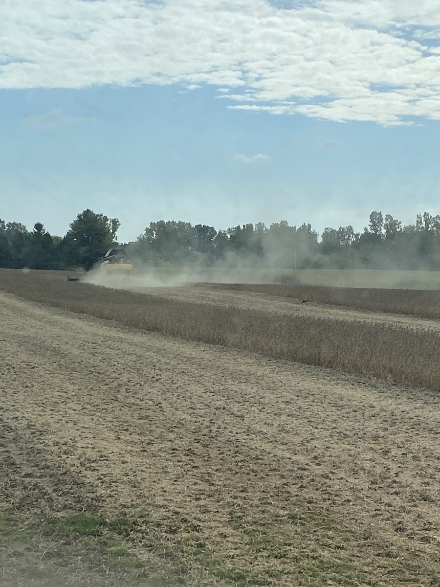 Two beautiful days and a great crop of NK seed beans for Jackson Seeds.