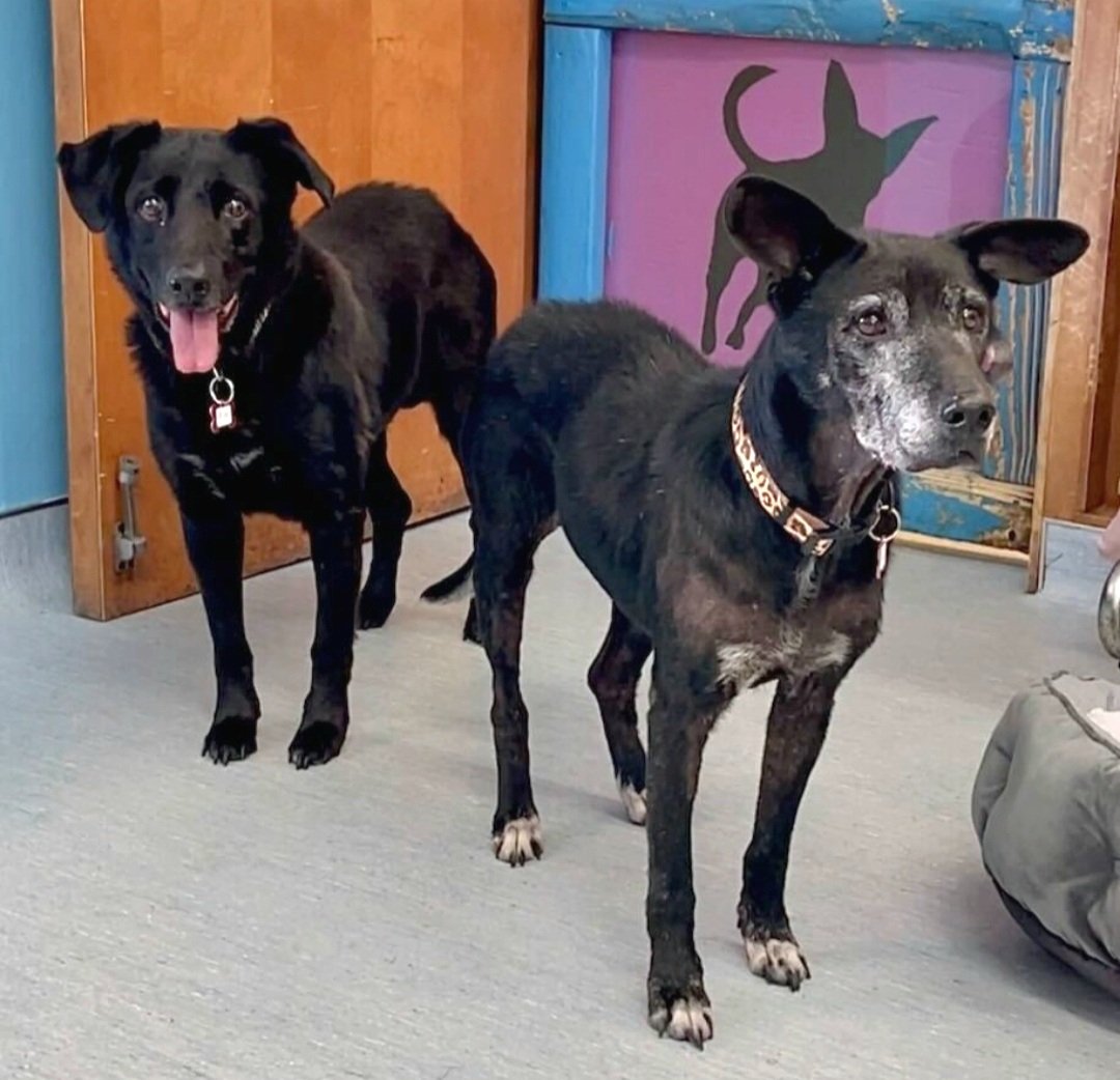 Read why it's harder for black dogs: nationaltoday.com/national-black…