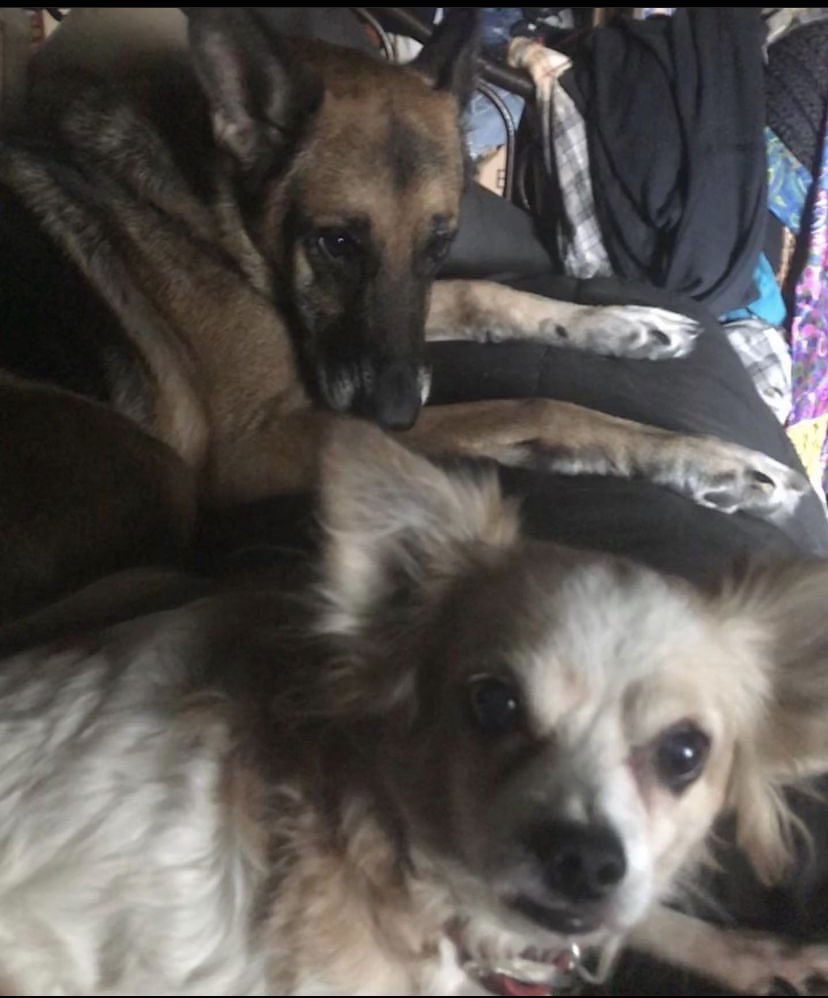 VendettaZen's tweet image. I lost the love of my life last night. Alexander Lee ‘Alee’. We saved each others lives 15 years ago and kept doing it every day since. 17 years on this planet. I’m demolished. I love you forever, butter bean..