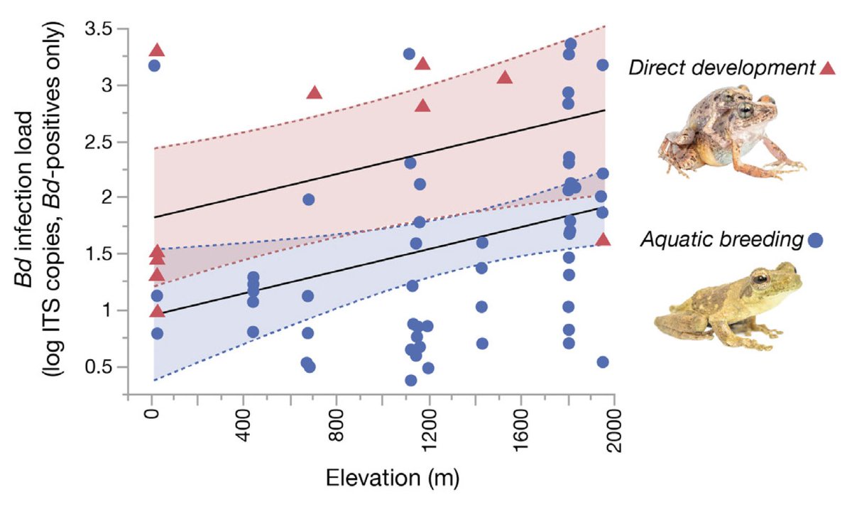 🐸New Research Alert!📢Our study on fungal pathogen infections in Equatorial Guinea frogs is out now. Learn how elevation and reproductive mode influence pathogen intensity in African frogs🏞️ doi.org/10.33256/33.4.…
<a href="/ciddpsu/">CIDD</a>, <a href="/PennStateBio/">Penn State Biology</a>, <a href="/PSUmBiome/">One Health Microbiome Center</a>, <a href="/v_m_marshall/">Vanessa Marshall</a>, <a href="/RaynaCBell/">Rayna Bell</a>