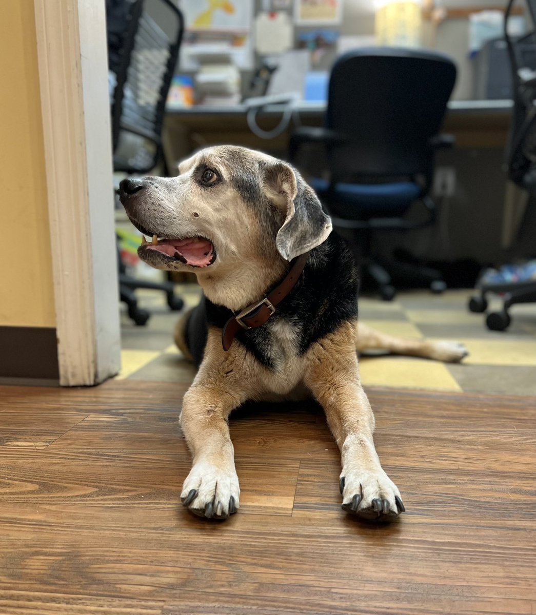 Friends: Our dear shop dog boss, Opie, has passed away. Opie was the beloved companion of general manager Andy and his wife Mary, but he was also “our” dog in the way that all the shop dogs are family to all the shop people.