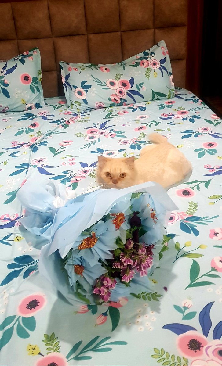 Arshi7Khan's tweet image. With you, I discover myself. 
Without you, I feel misplaced.
_A.A.

#MyLensMyQuote 
#Microtale 
#WritingCommmunity 
#CatsOfTwitter