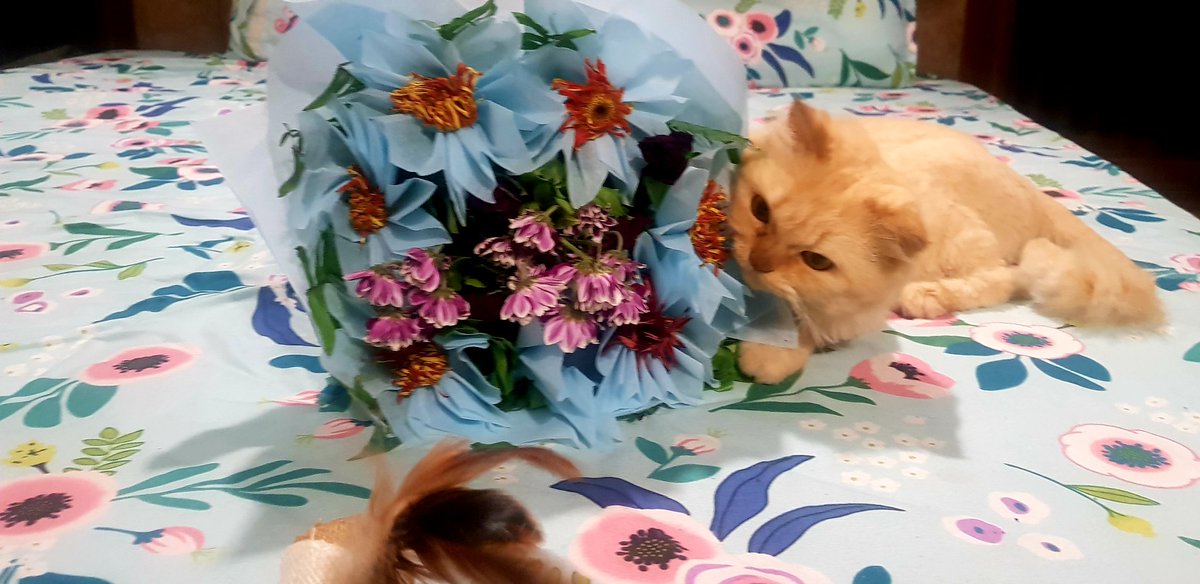 Arshi7Khan's tweet image. With you, I discover myself. 
Without you, I feel misplaced.
_A.A.

#MyLensMyQuote 
#Microtale 
#WritingCommmunity 
#CatsOfTwitter