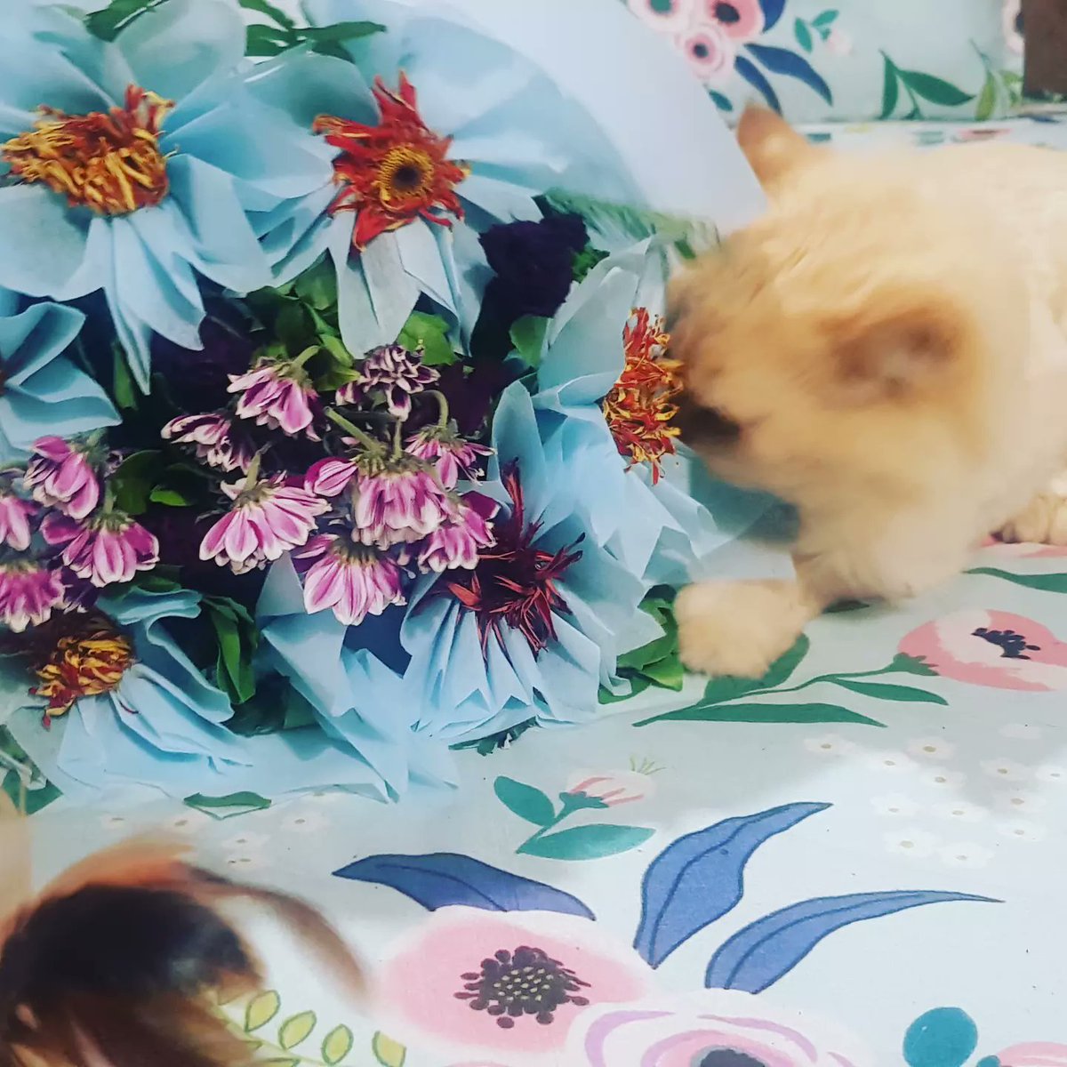 Arshi7Khan's tweet image. With you, I discover myself. 
Without you, I feel misplaced.
_A.A.

#MyLensMyQuote 
#Microtale 
#WritingCommmunity 
#CatsOfTwitter